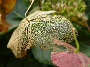 Hydrangeal nervous system. Pic Credit: Petr Olly