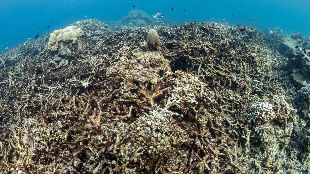 Водоросли мертвого моря. Покажите рифола.